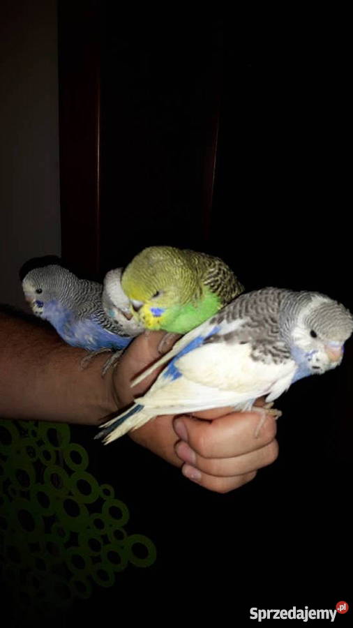 Papugi papużki faliste ręcznie karmione oswojone Łaziska Górne