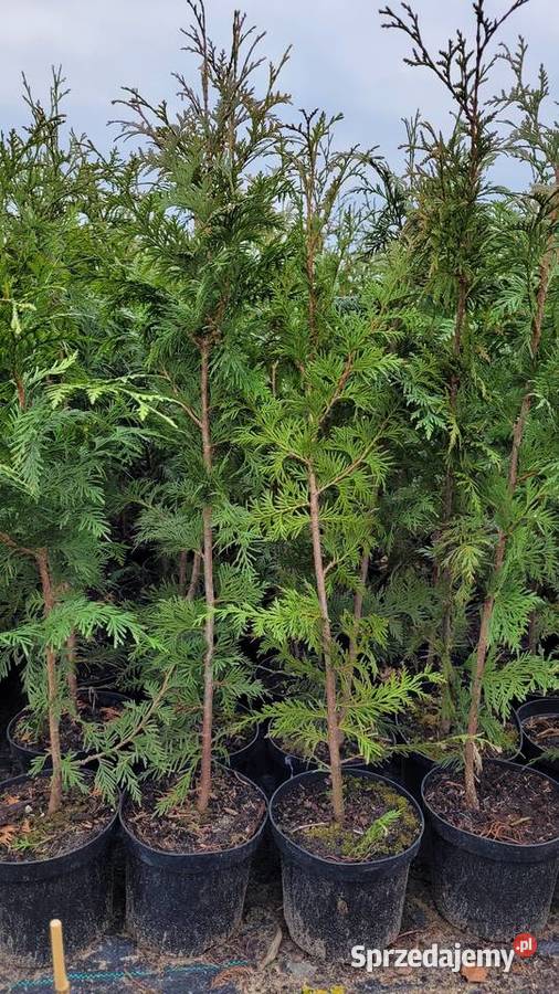 TUJA CAN CAN sprzedam