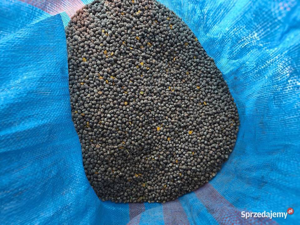 Łubin gorzki Karo łódzkie Szadek