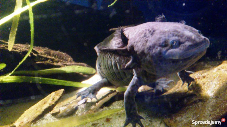 Aksolotl meksykański Pozostałe Katowice