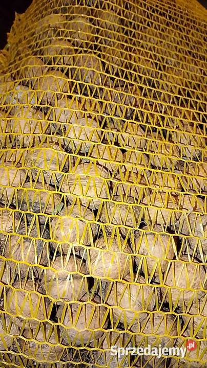 Orzechy Włoskie Orzechy małopolskie Milonki