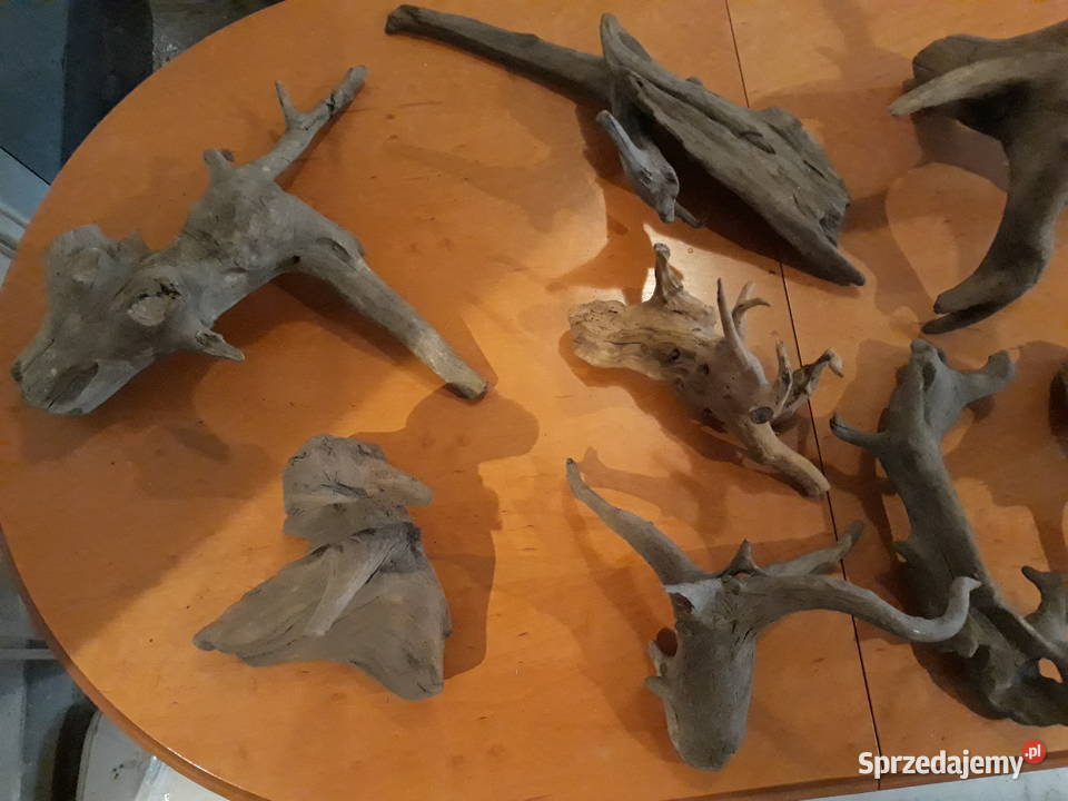 Korzenie terrarium Katowice sprzedam