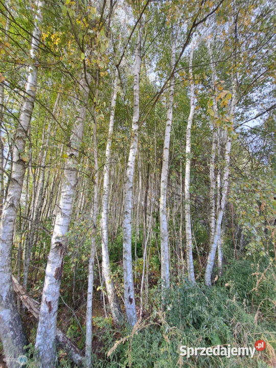 sprzedaży gruntu 8879m2 Łagów świętokrzyskie