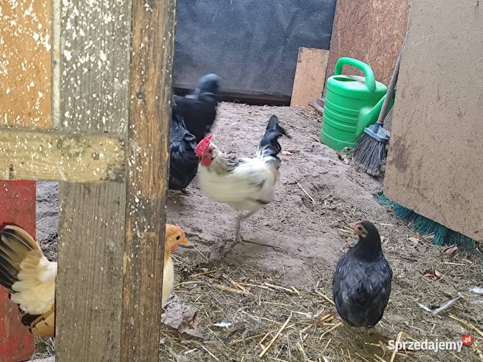 Cwergi cwerki koguciki Kościan sprzedam