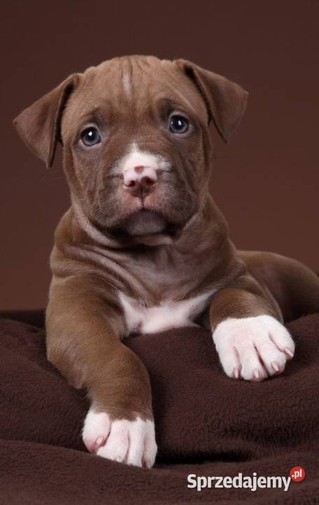 Przepiekna Amstaffy Amstaff Lublin