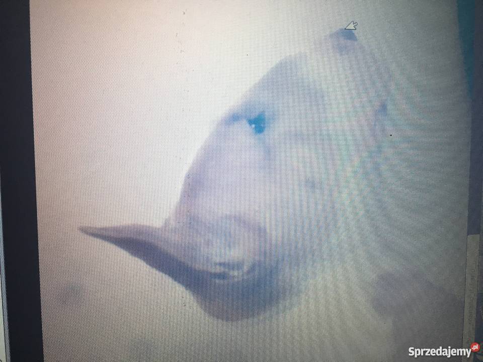 Bulterier standard zkwpfci pies 25 letni