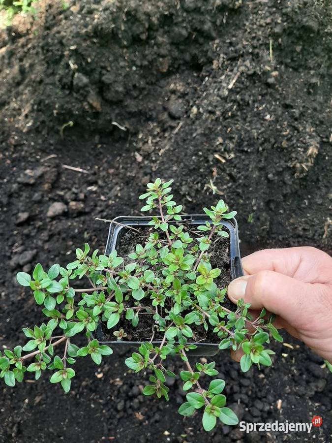 Macierzanka piaskowa pachnąca miododajna Lublin sprzedam