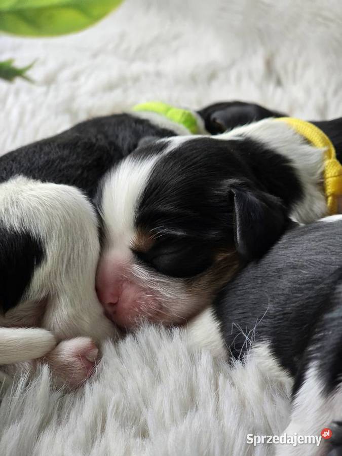 Piesek przebadanych genetycznie rodzicach Nowy Sącz
