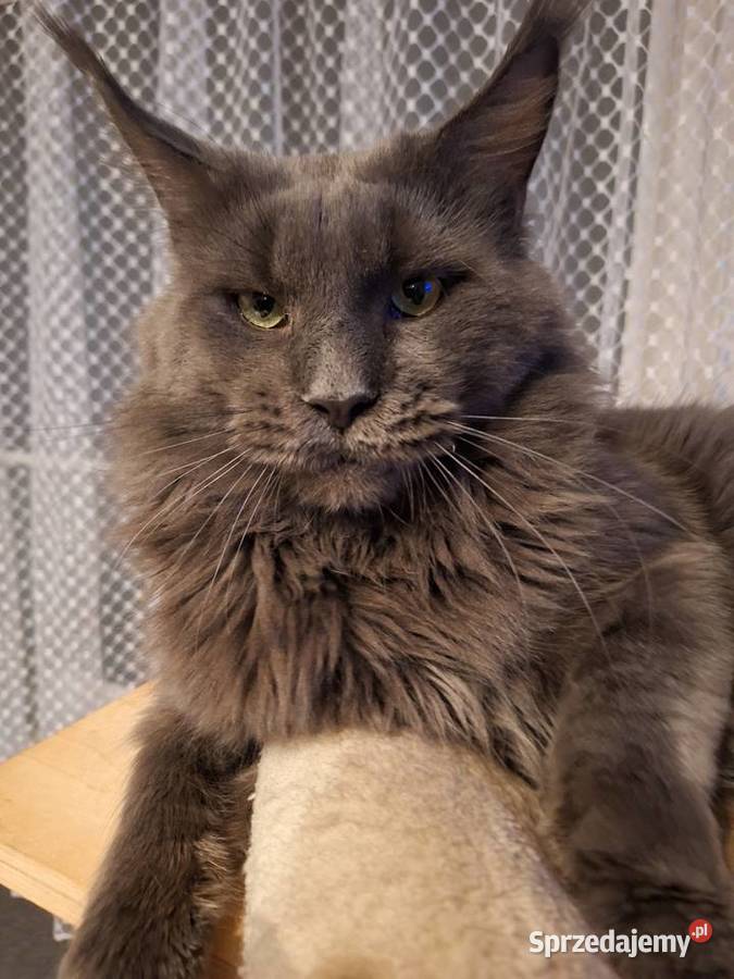 Reproduktor Maine Coon Solid Poręba