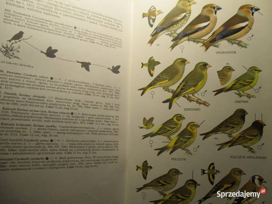 Ptaki Polski JSokołowski ptaki atlas fauna łódzkie Łódź