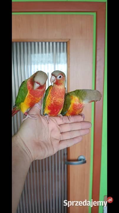 Ręcznie karmione rudosterki śląskie Tychy