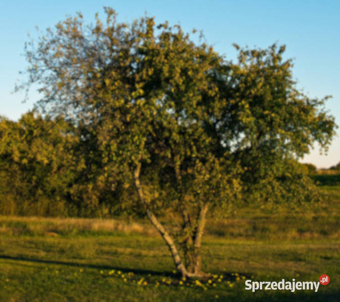 ŻÓŁTNICA POMARAŃCZOWA sadzonki w doniczkach Ustronie sprzedam