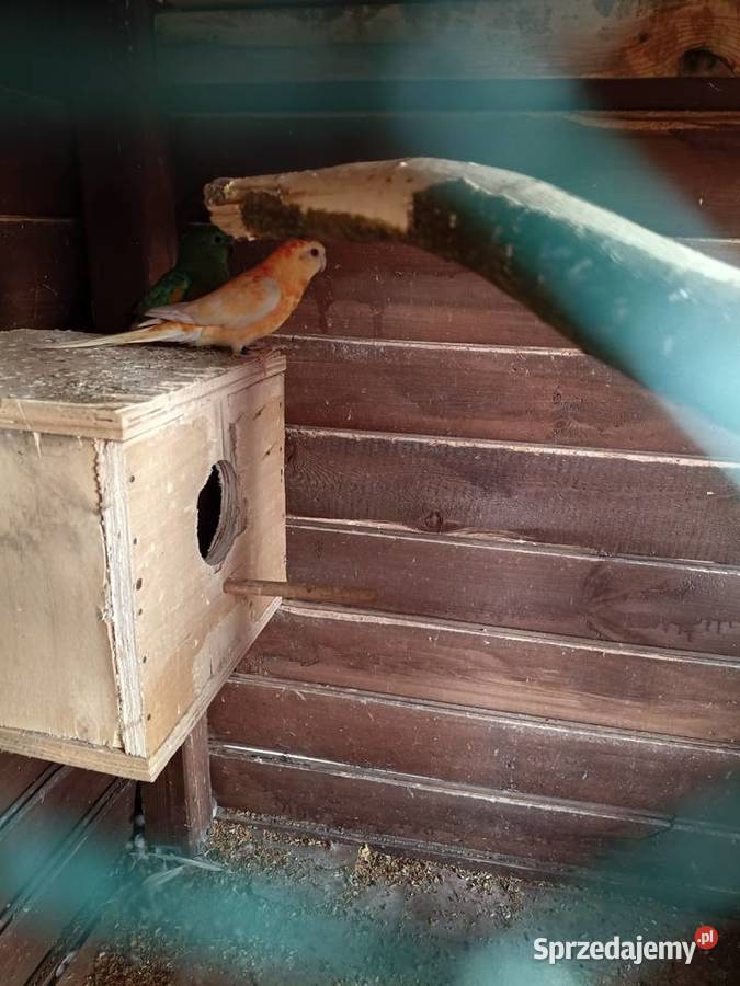 Para świergotek Ptaki wielkopolskie Lwówek