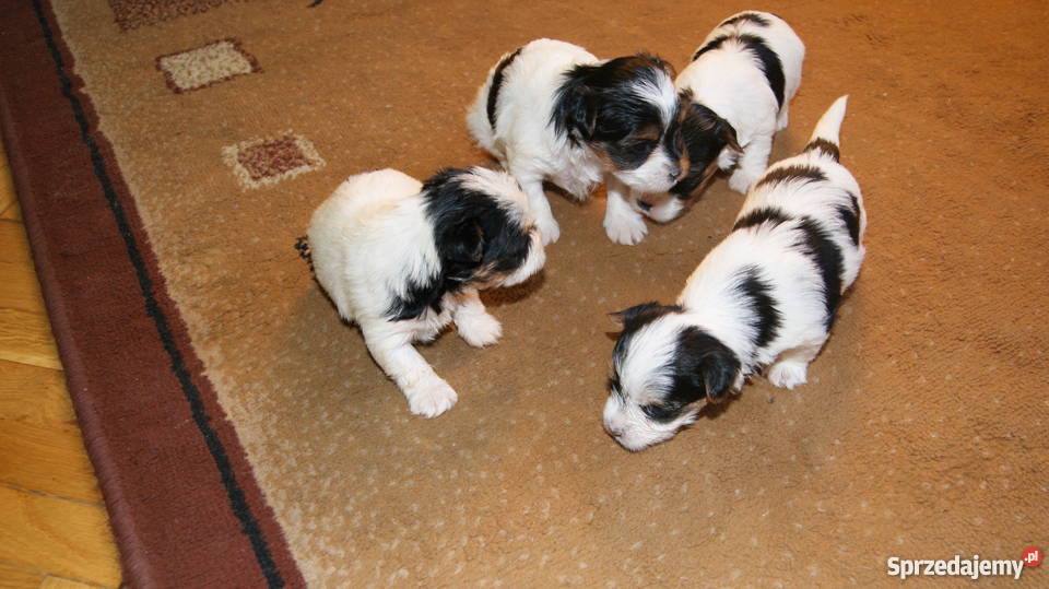 york biewer sprzedam