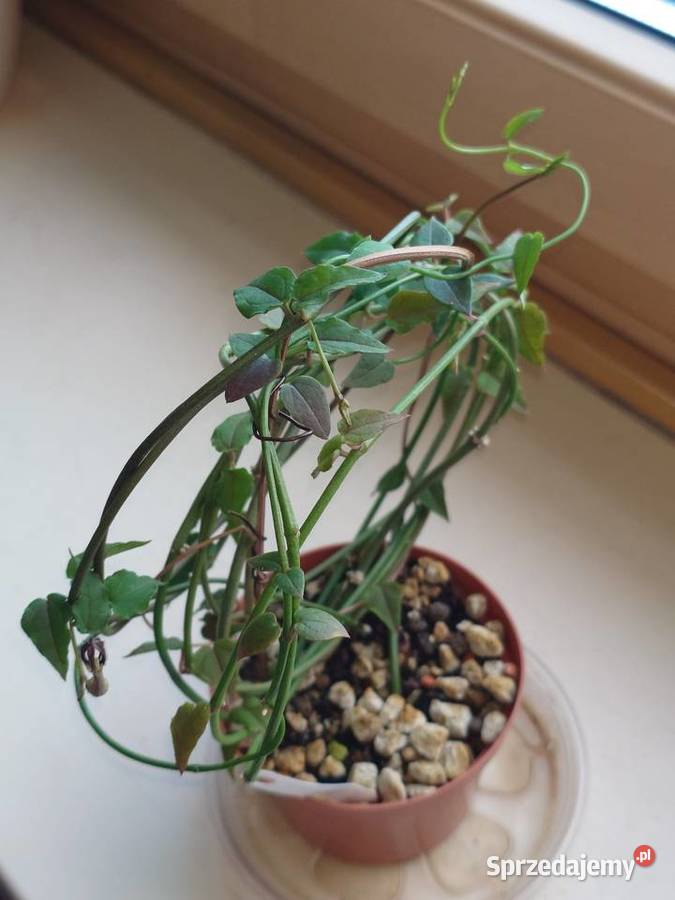 Ceropegia ciekawa odmiana kwitnie roślina z sprzedam