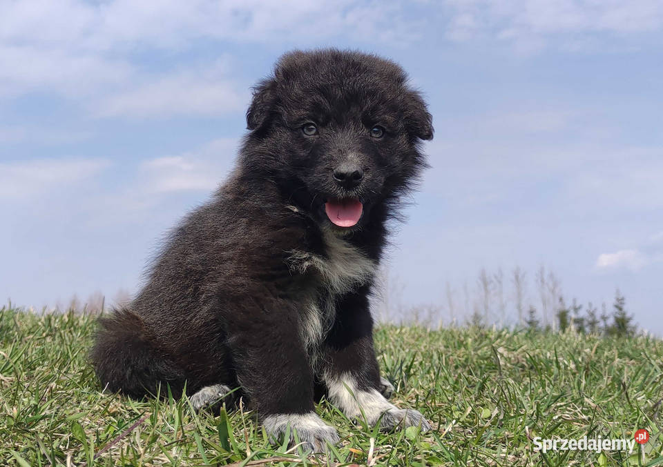 Border Collie Pies do pasienia na gospodarstwo Iwonicz sprzedam