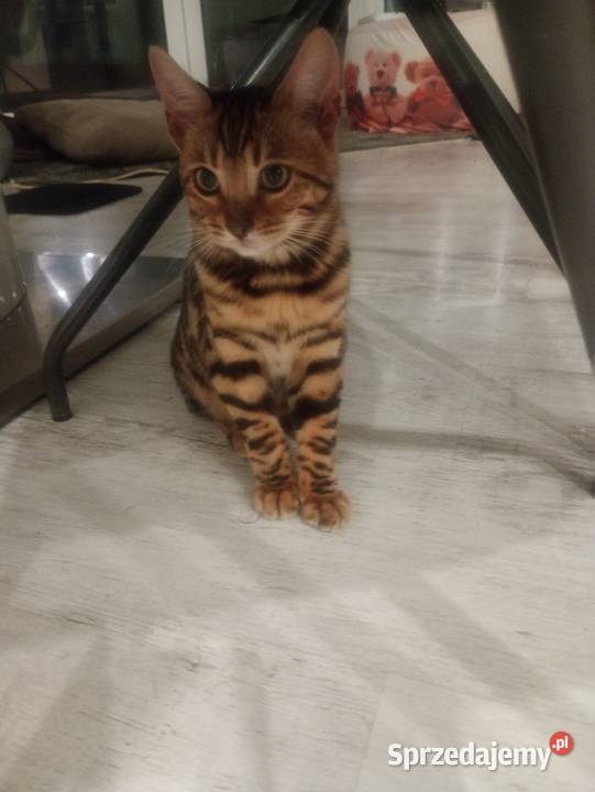 Sprzedam kotkę Bengalską Gorzów Wielkopolski sprzedam