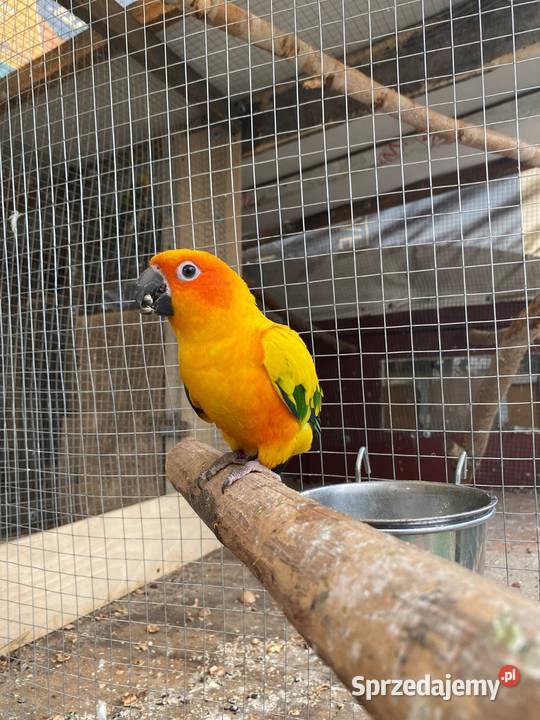 Sprzedam konury słoneczne Ptaki Damasławek