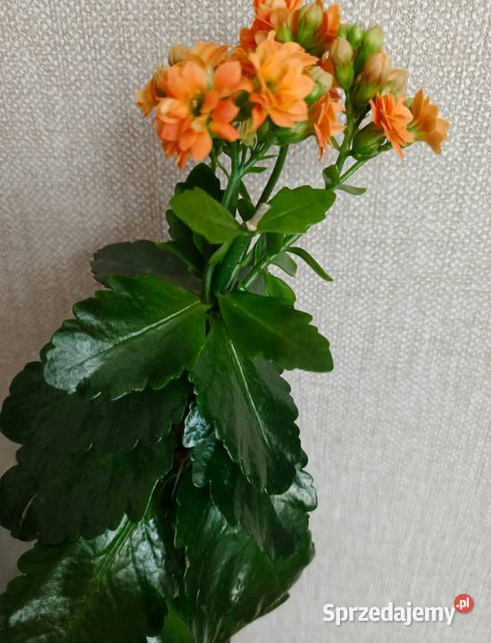 Roślina doniczkowa kalanchoe Łódź