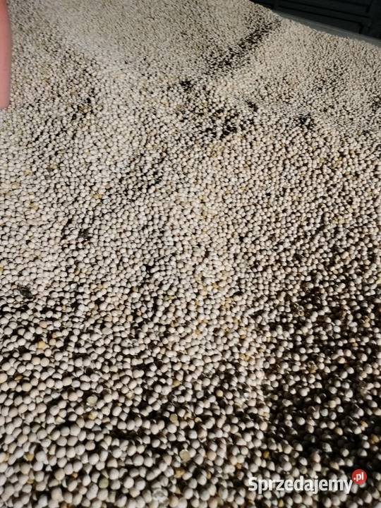 groch siewny Astronaute Borzechów