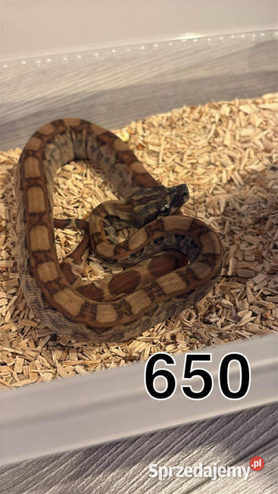 Pytony boa Sulejówek