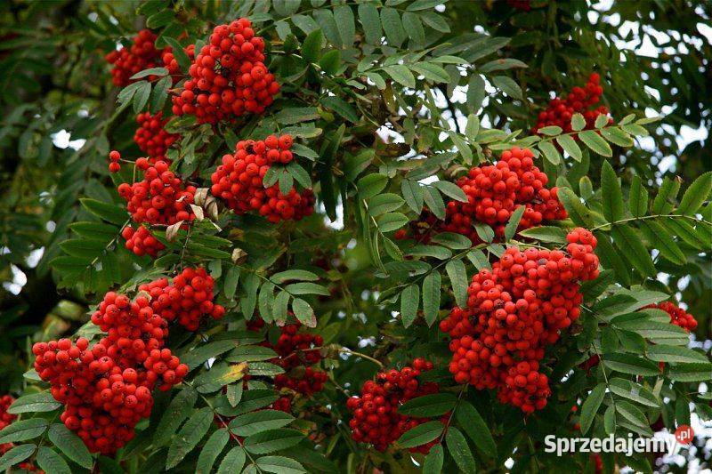 Jarzębina Sadzonki Jasło