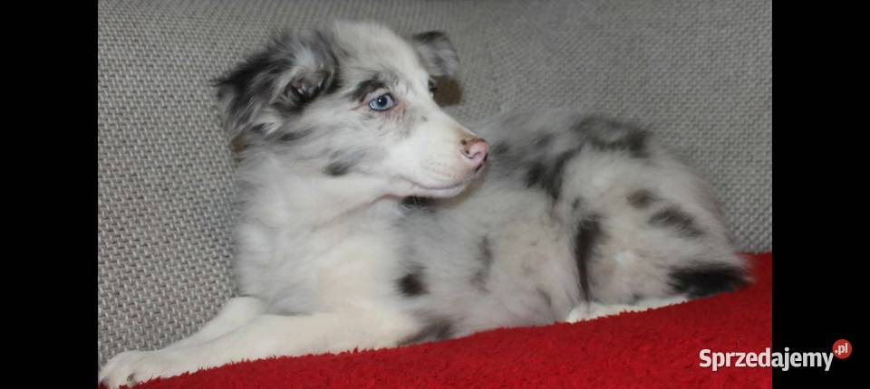 Sprzedam śliczne szczeniaki Border collie Radwan