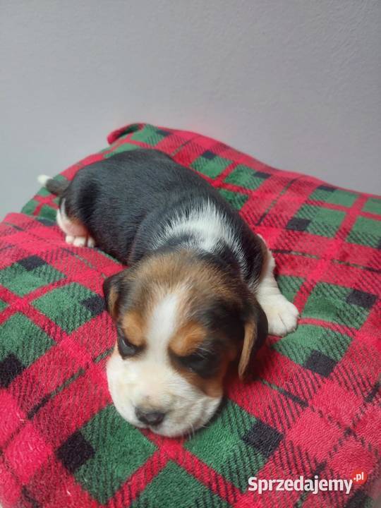 Piesek suczka rasy beagle piękne szczeniaki Sanok sprzedam