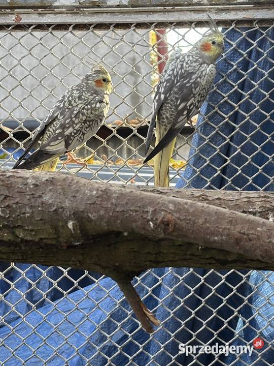 Papugi nimfy samiec i samica mazowieckie Nadma