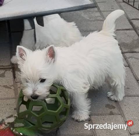 West Highland White Terrier szczenięta ZKwP a i łódzkie Łódź