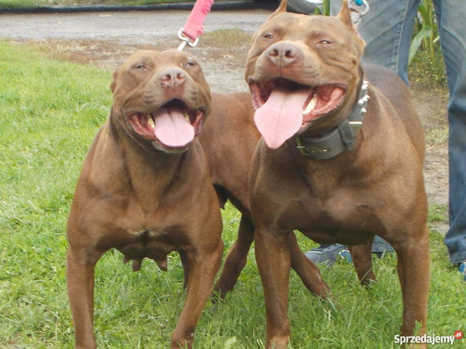 Suczka Pit Bull Płock