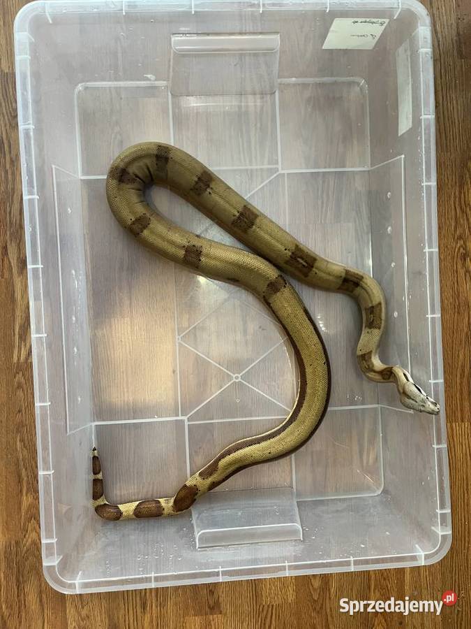 Boa imperator Boa cesarski wąż gad