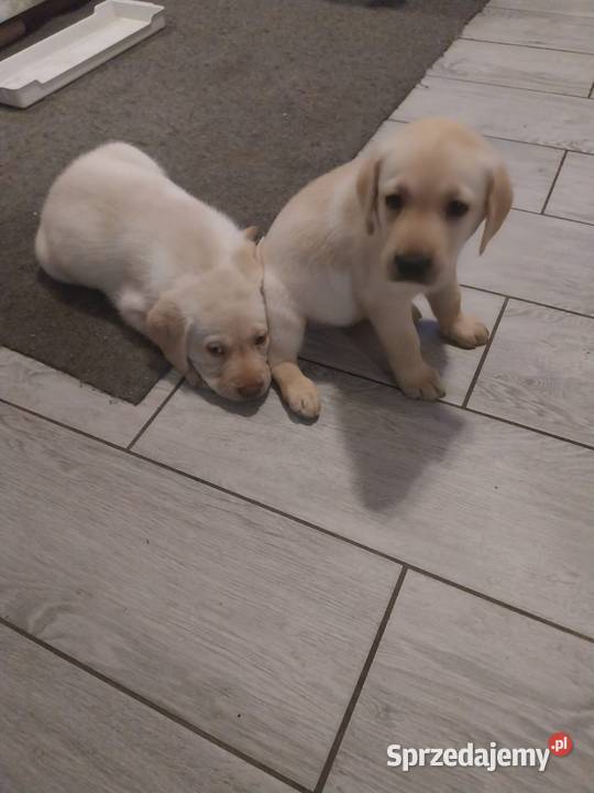 Labrador retriever Słupca