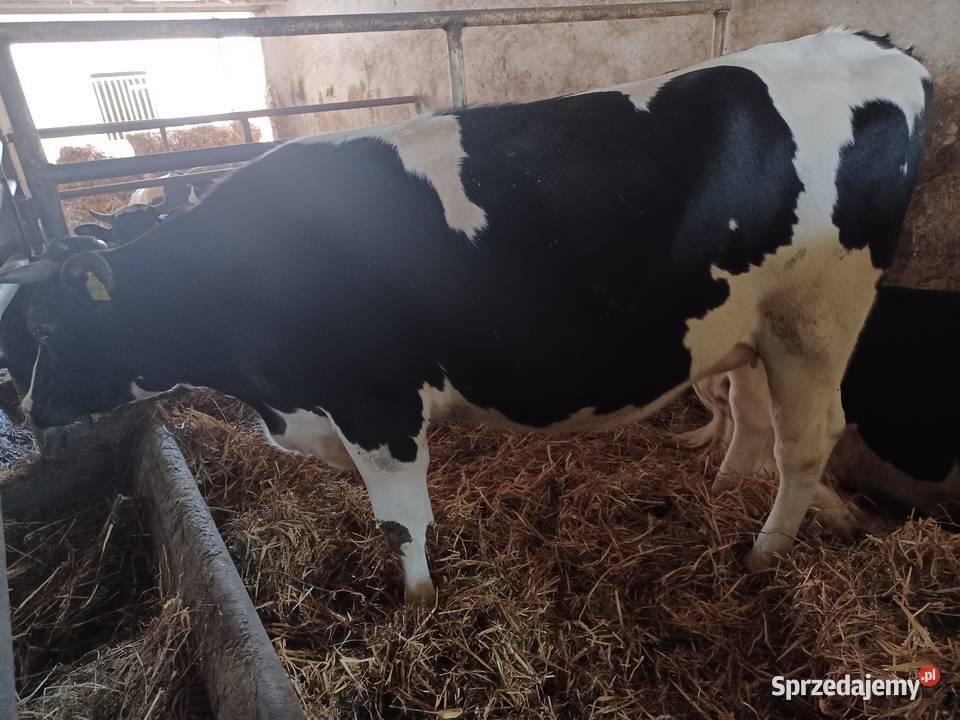 Jałówki cielne na wycieleniu wielkopolskie Ostrów Wielkopolski