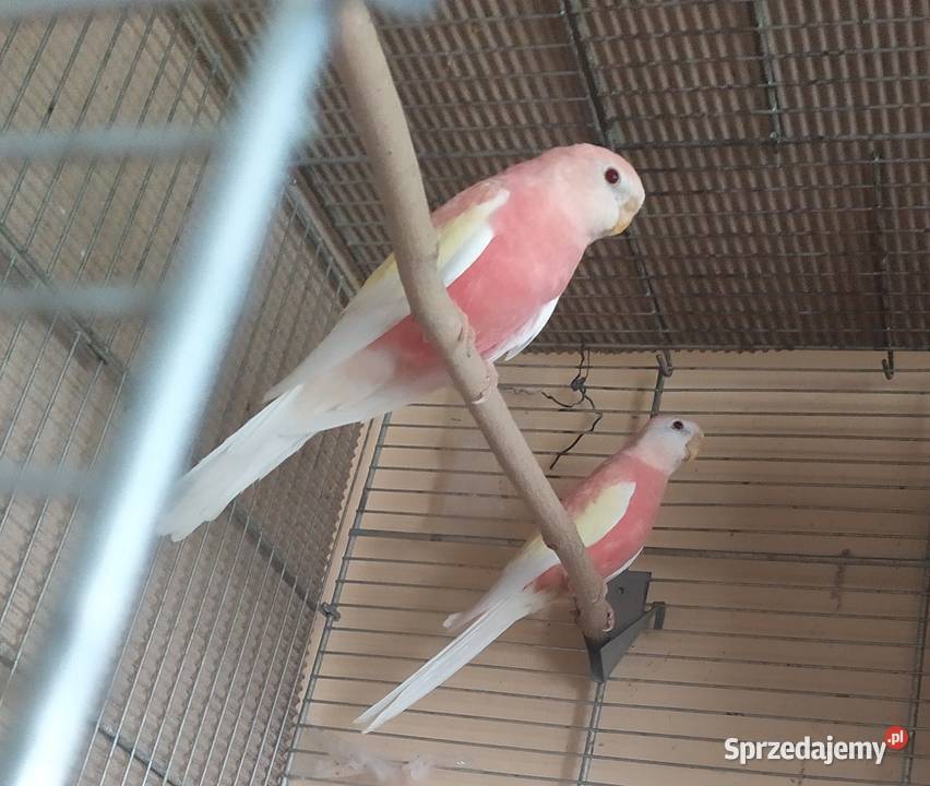 Liliank papugiililianki różowe dolnośląskie Kłodzko