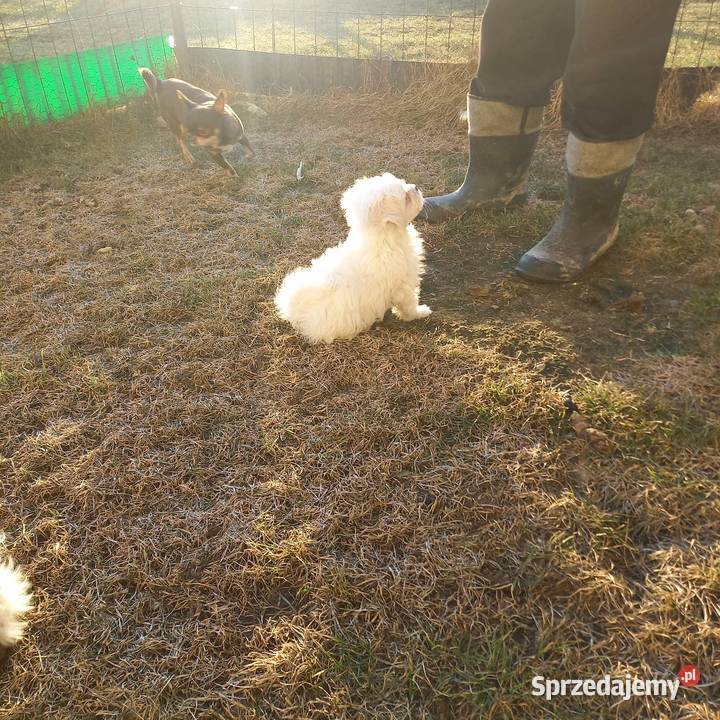 Maltaczyk chłopak sprzedam