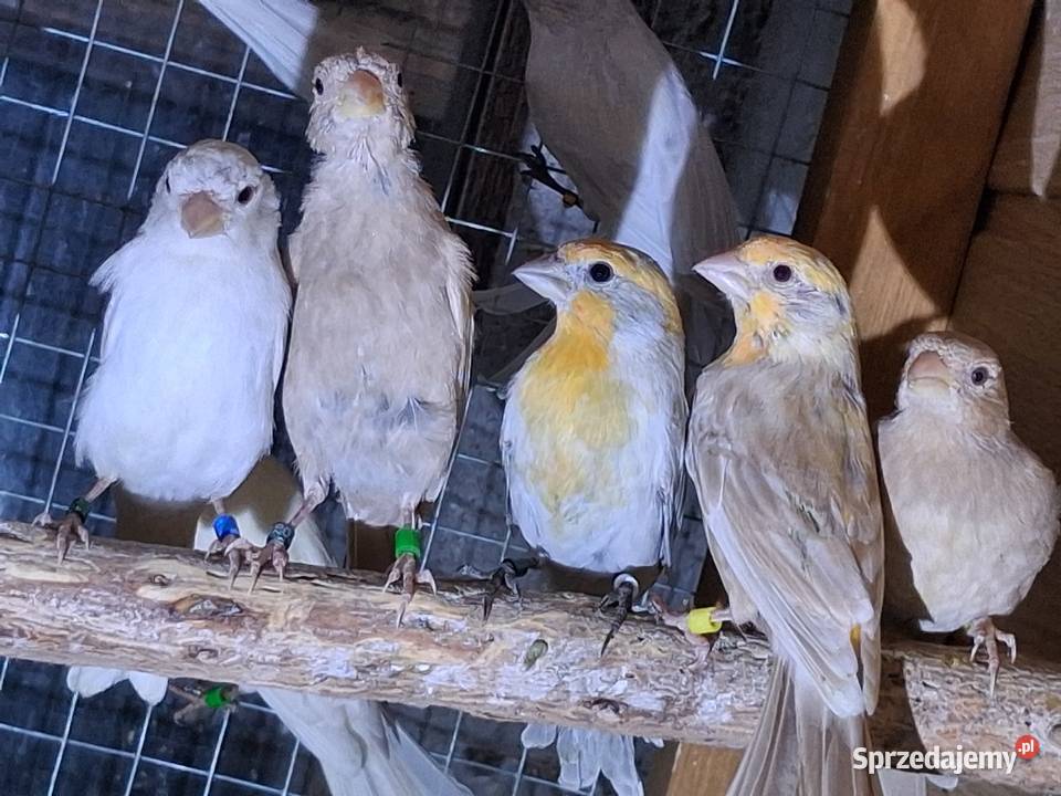 Gile meksykańskie mutacje kujawsko-pomorskie