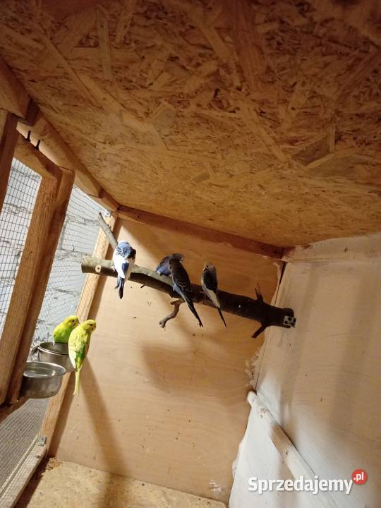 Papugi faliste 2025r podkarpackie Sędziszów Małopolski