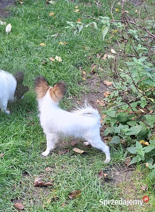 Suczka Papillon FCI ZKwP Łomianki