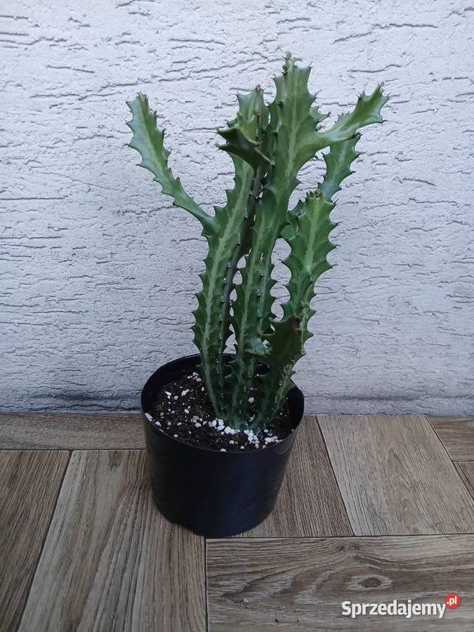Euphorbia lactea kolekcjonerski wilczomlecz Częstochowa