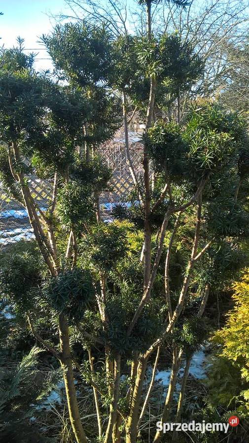 Cis Formowany StożekKula Bonsai Mszczonów