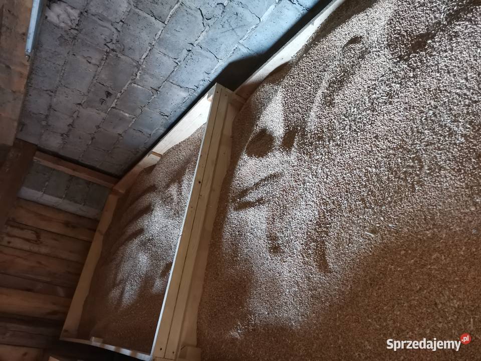 Pszenica ozima Wilejka centrali Masłów Drugi