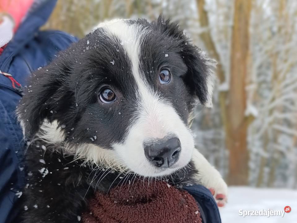 szczeniak suczka BORDER COLLIE czarnobiała podkarpackie Skołyszyn