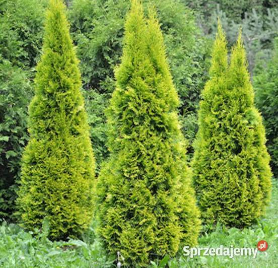 Tuja 170 szmaragd thuja Lublin