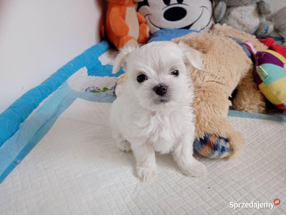 Maltańczyk szczenięboy do rezerwacji śląskie sprzedam