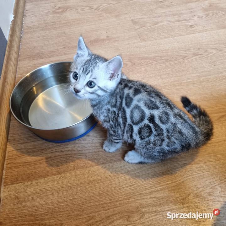 Srebrne kocięta bengalskie Lubliniec