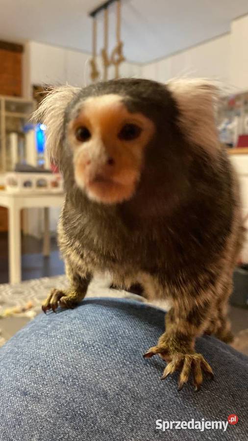 Na sprzedaż marmozeta białoucha samiec pomorskie Borkowo
