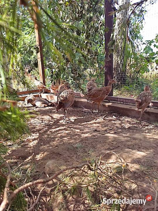 Bażanty łownepolne Tuchola sprzedam
