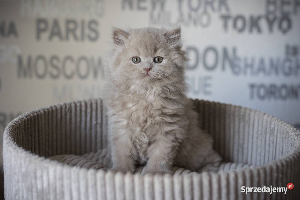 Brytyjski Długowłosy Kocur Długowłosy Płowy Kaźmierz