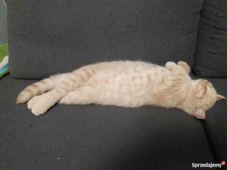 Kocięta brytyjskie kremowe wielkopolskie Luboń